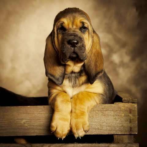 Bloodhound Welpen of Samaria mit Papieren